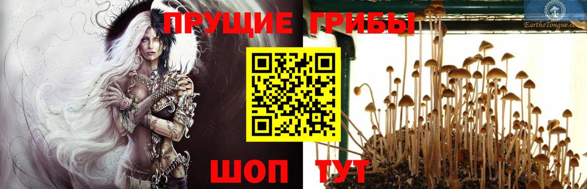 Донецк  Псилоцибиновые грибы Psilocybe  Псилоцибиновые грибы мицелий  Вход с VPN 